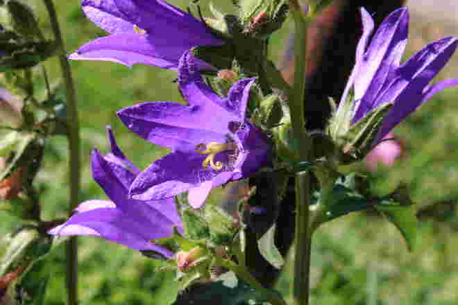 Glockenblumen im September