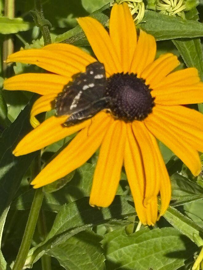 Ein seltener Gast in unserem Garten 