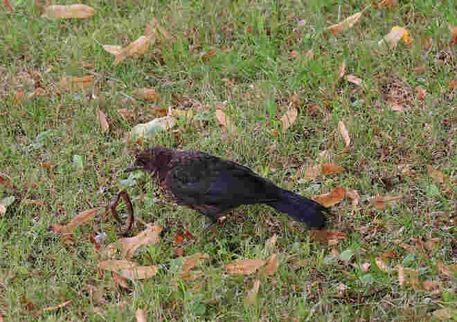 Amsel mit Beute