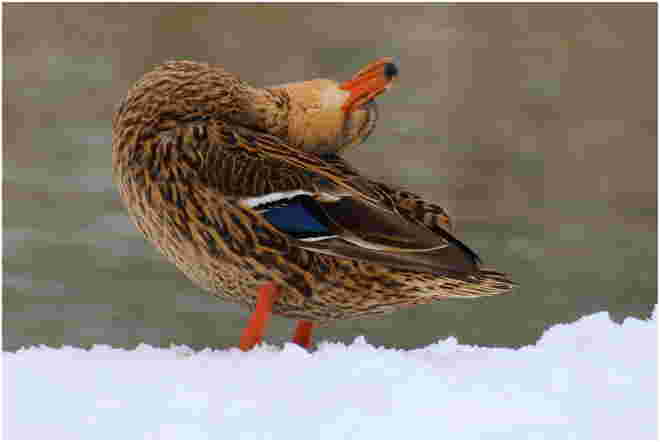 * Morgengymnastik im Schnee *