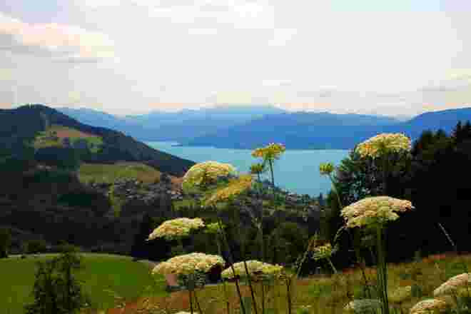 Blick über den Attersee mit wilder Möhre