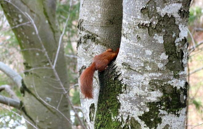 Neugierde siegt.....