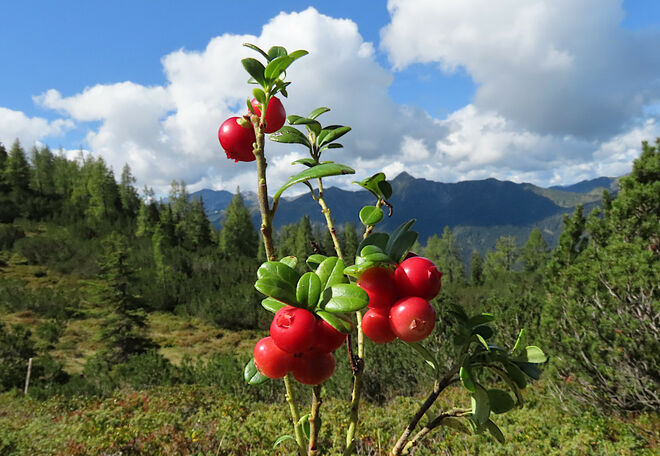 Die leuchtend roten Früchte