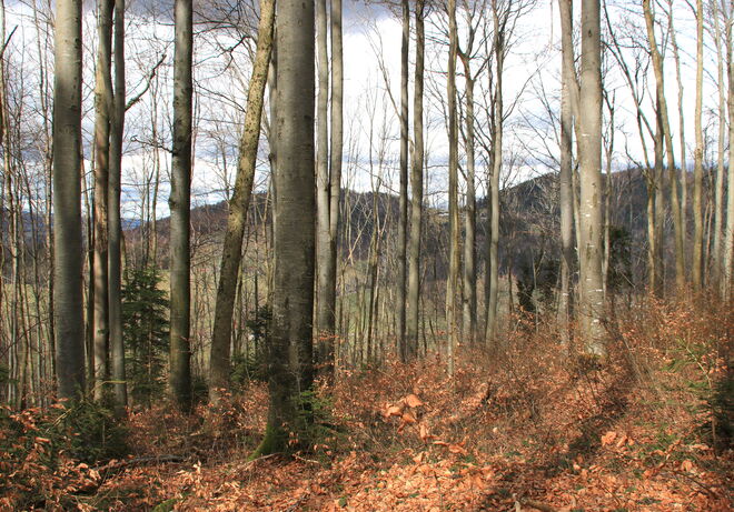 Ein wenig Sonne im Buchenwald