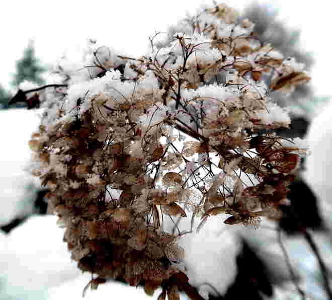 Sanfte Schneeflockenkristalle auf abgeblühter Dolde