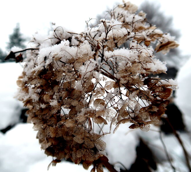 Sanfte Schneeflockenkristalle auf abgeblühter Dolde