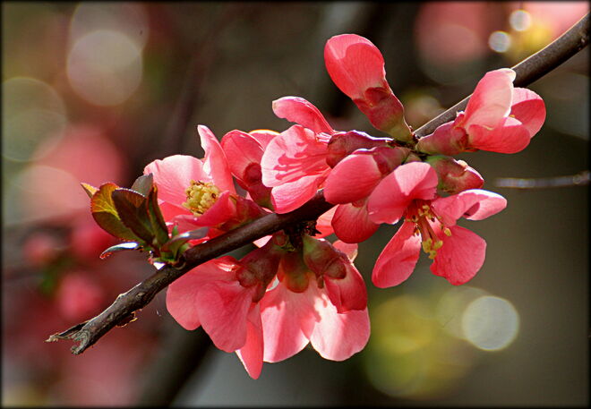 * in der Frühlingssonne *