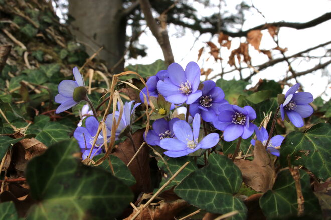 Die Leberblümen strecken sich nach der Sonne