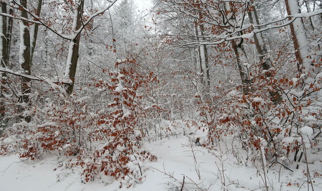 Winterwald-Impression