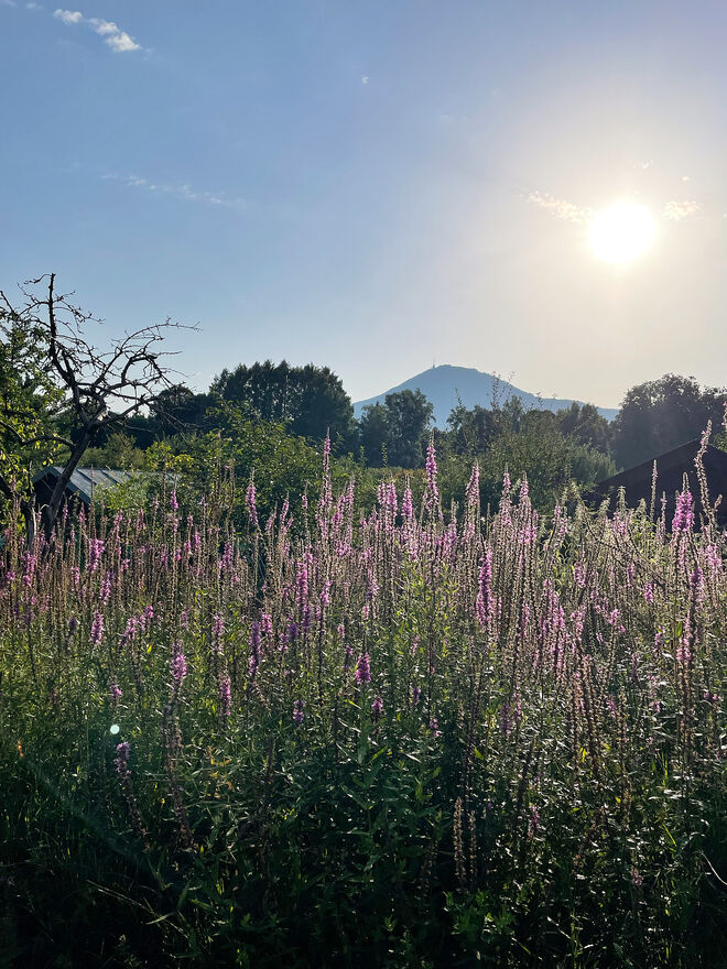 von der Gartenanlage