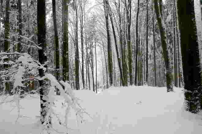 Spur im still, verträumten Winterwald