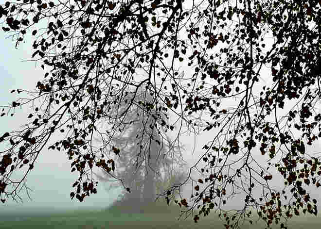Nadelbaumversteck