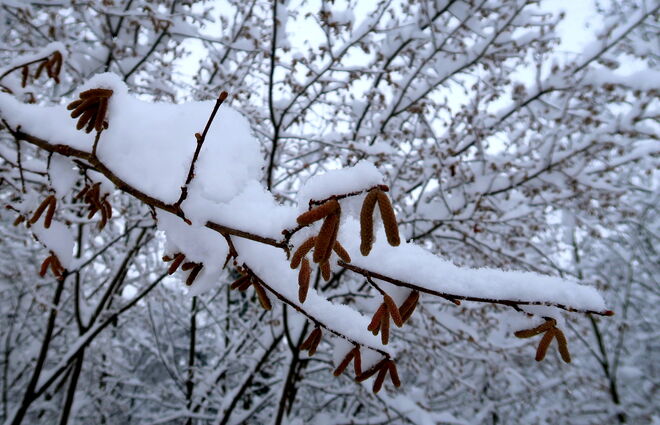 "Frühling mit Schneehaube"