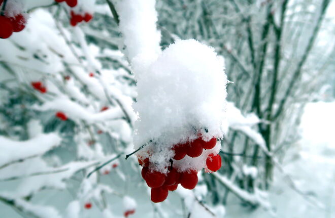 "Kristallhaube auf Rotbeertraube"