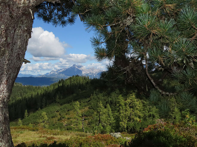 Rast unter einer alten Zirbe