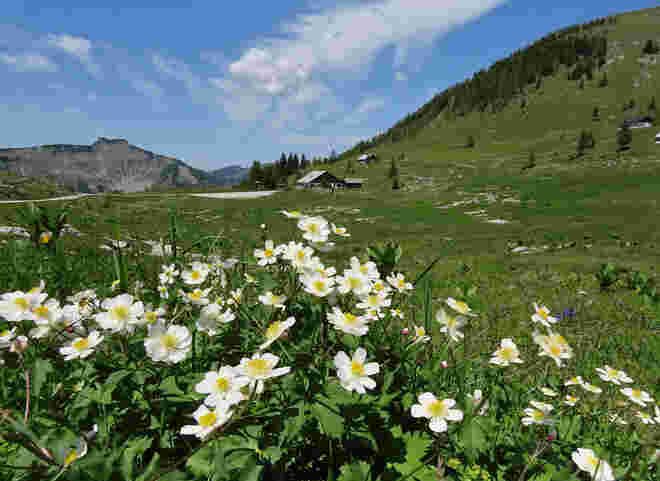 Sumpfhahnenfuß