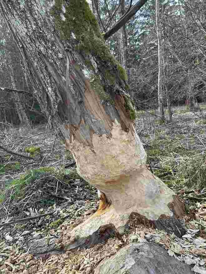 Anzeichen von Leben