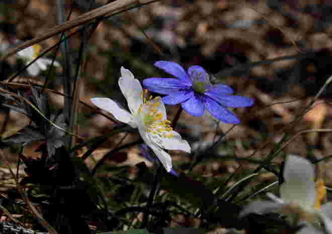 Blau und Weiß strahlen um die Wette