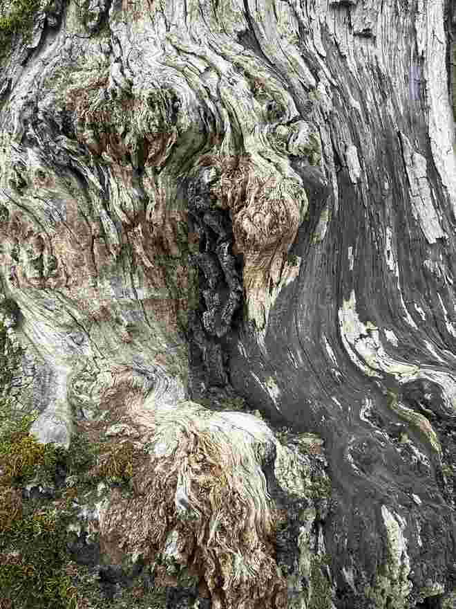 Landschaft eines Baumes