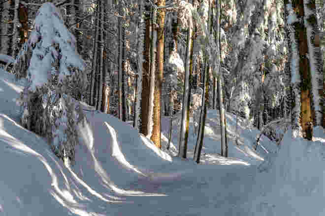 Winterwald