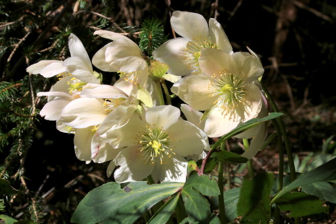 Schneerosen-Stöckerl am Waldrand unter den Ästen entdeckt