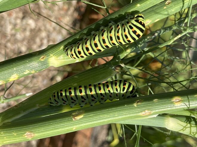 Schöne Raupen - bald ein schöner Schwalbenschwanz