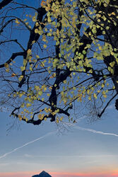 Morgenstimmung in der Hellbrunner Allee