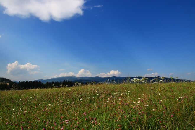 Eine Sommerwiese zum Träumen....