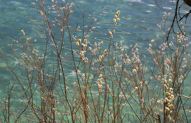 Palmkatzerl vorm türkisen Wasser
