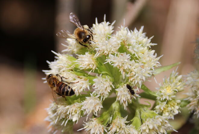 Begegnung auf der Pestwurz