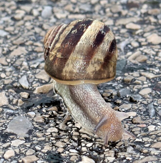 Nur schee langsam...