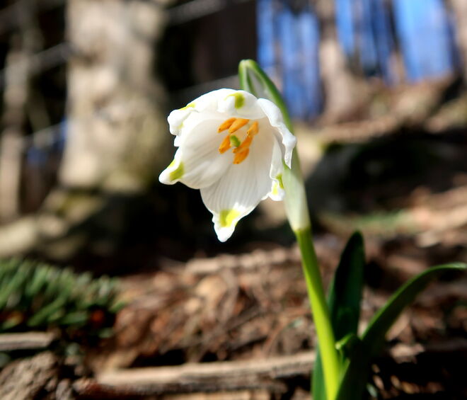 Die ersten Frühlingsknotenblumen 