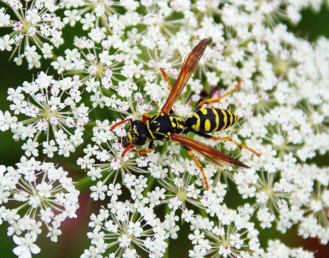 So hungrig bei dieser Taille....