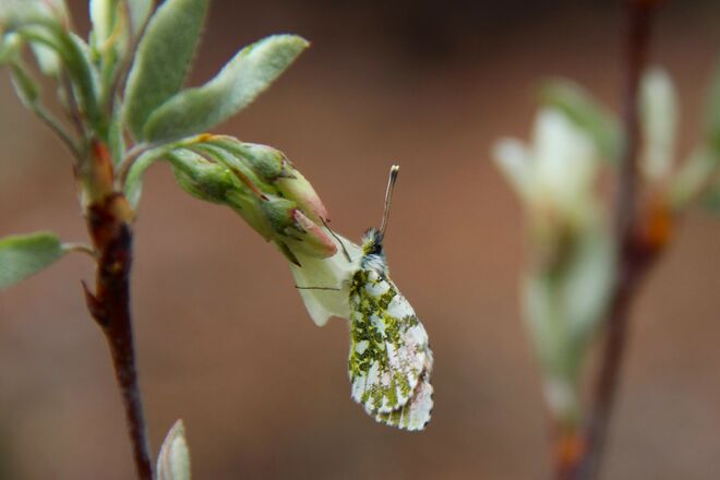 Ruhender Aurorafalter
