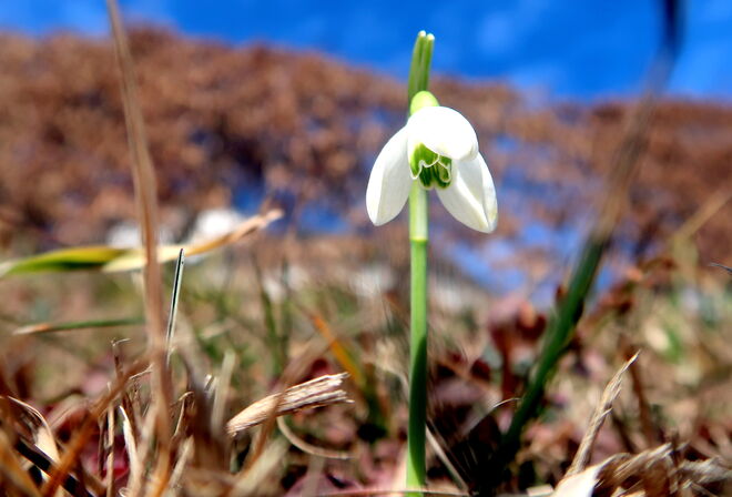 Frühlings-Ankündigung