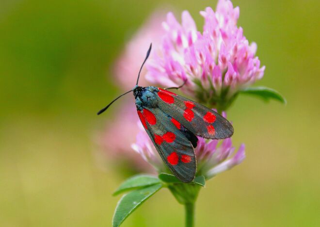 Ein Widderchen am Rotklee