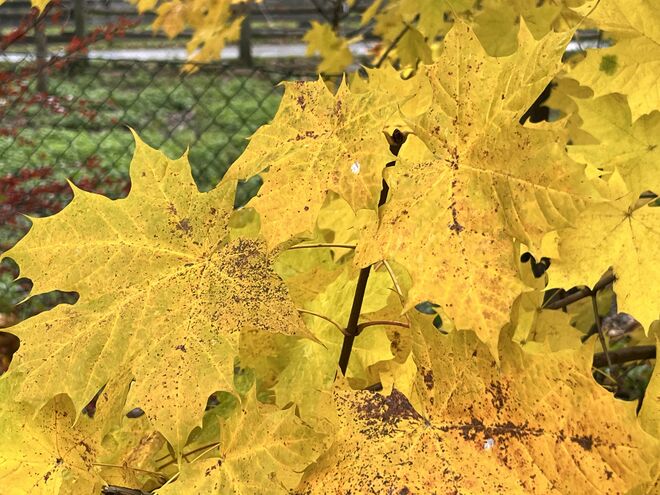 Noch ein bisschen GOLD genießen 