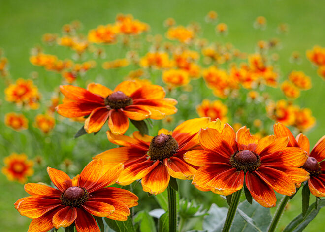 Hochsommer im Garten III