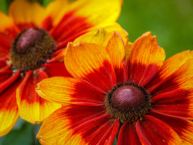 Hochsommer im Garten II