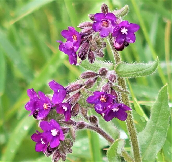 Violett auch nett...