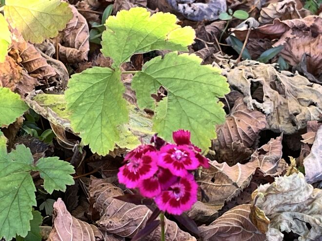 Eine Nelke als Farbtupfer