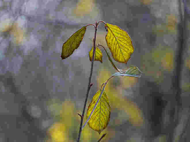Mildes Novemberlicht...