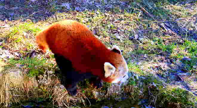 Roter Panda Bär