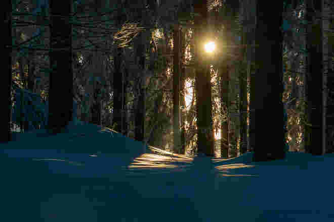 Wald im Winter