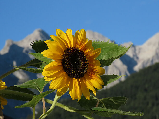 Sonnenblume im Morgenlicht