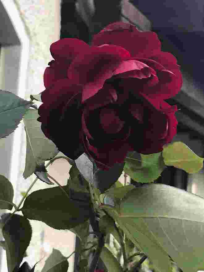 Diese Rose trotzt der Kälte