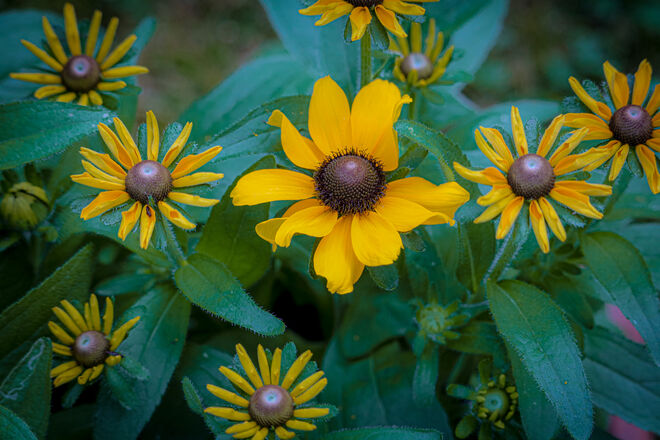 Hochsommer im Garten III