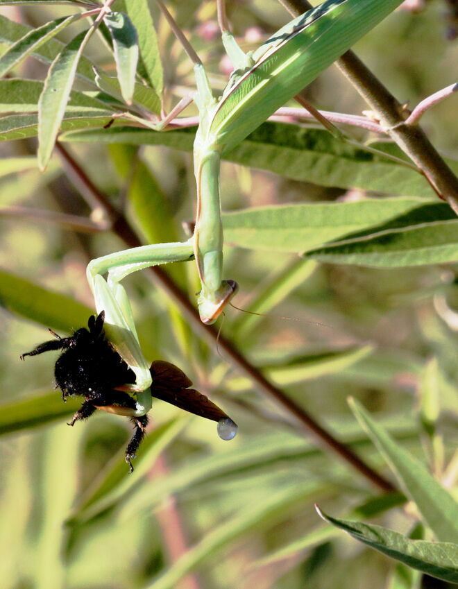 In den Fängen einer Gottesanbeterin