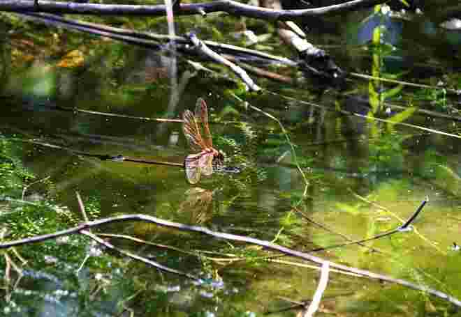 Libelle