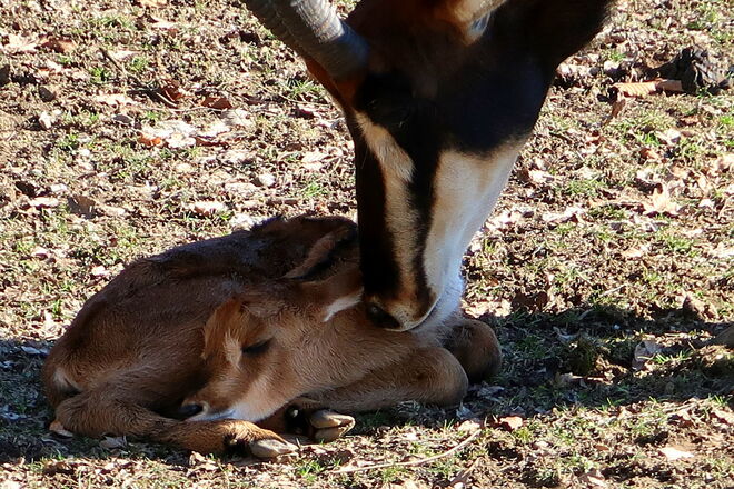"Du bist meine große Freude!"